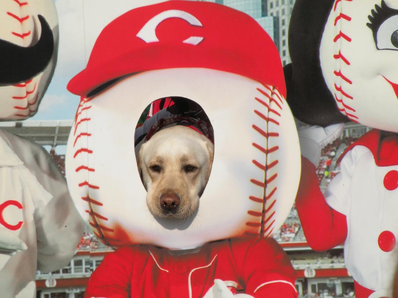 Dog-friendly MLB game in Cincinnati A dog-friendly baseball game in Cincinnati.