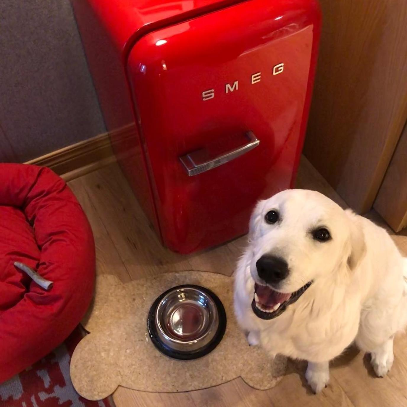 Check in at the dog-friendly Virgin Hotels Chicago. The dog-friendly Virgin Hotels Chicago spoils your pup with in-room amenities.