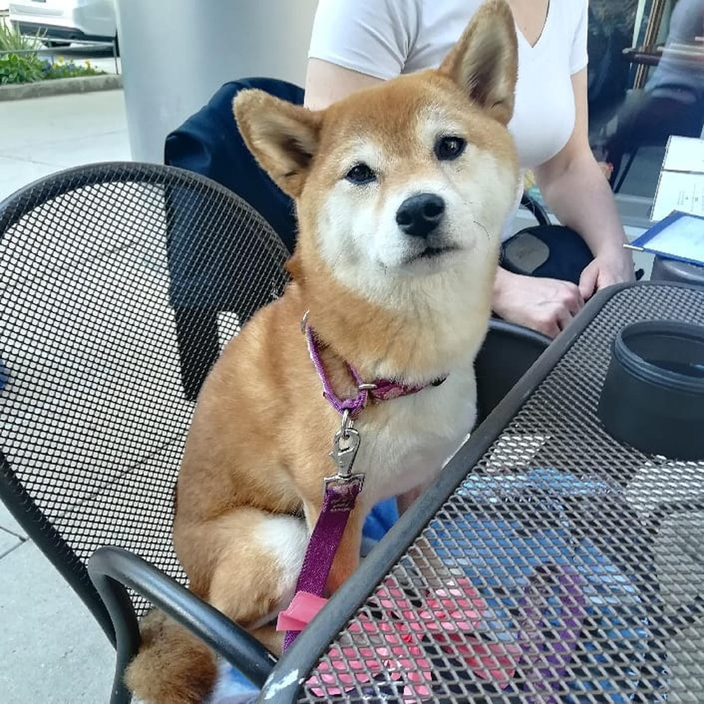 Breakfast at dog-friendly Wishbone Restaurant. Wishbone is a dog-friendly restaurant in Chicago's West Loop.