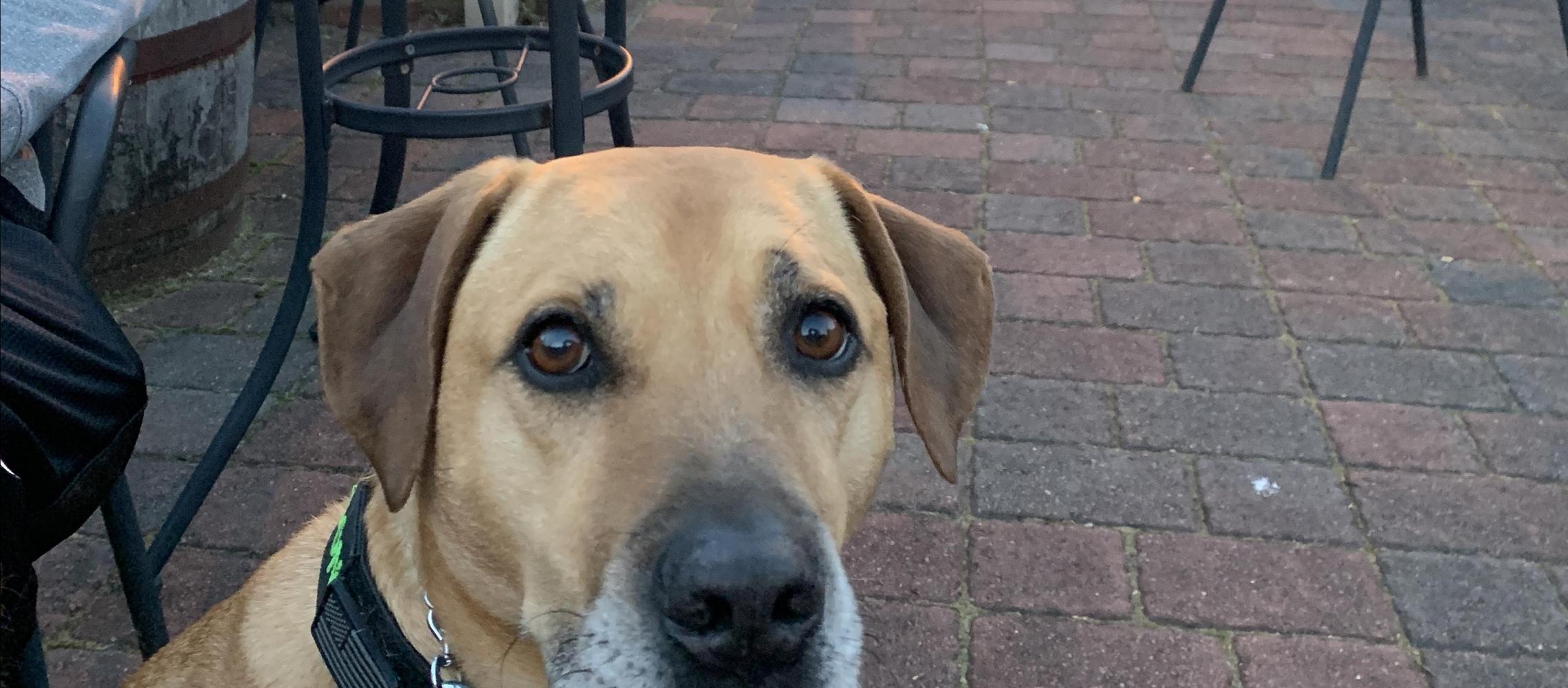 Dog Friendly Sackets Harbor, NY