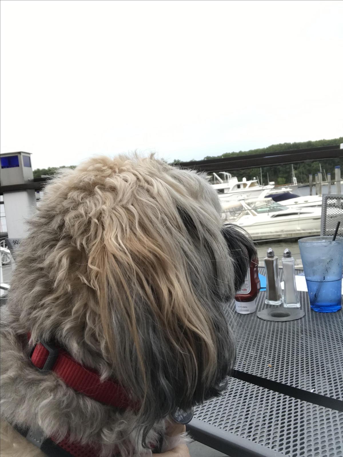 BLU on the Water restaurant view 9