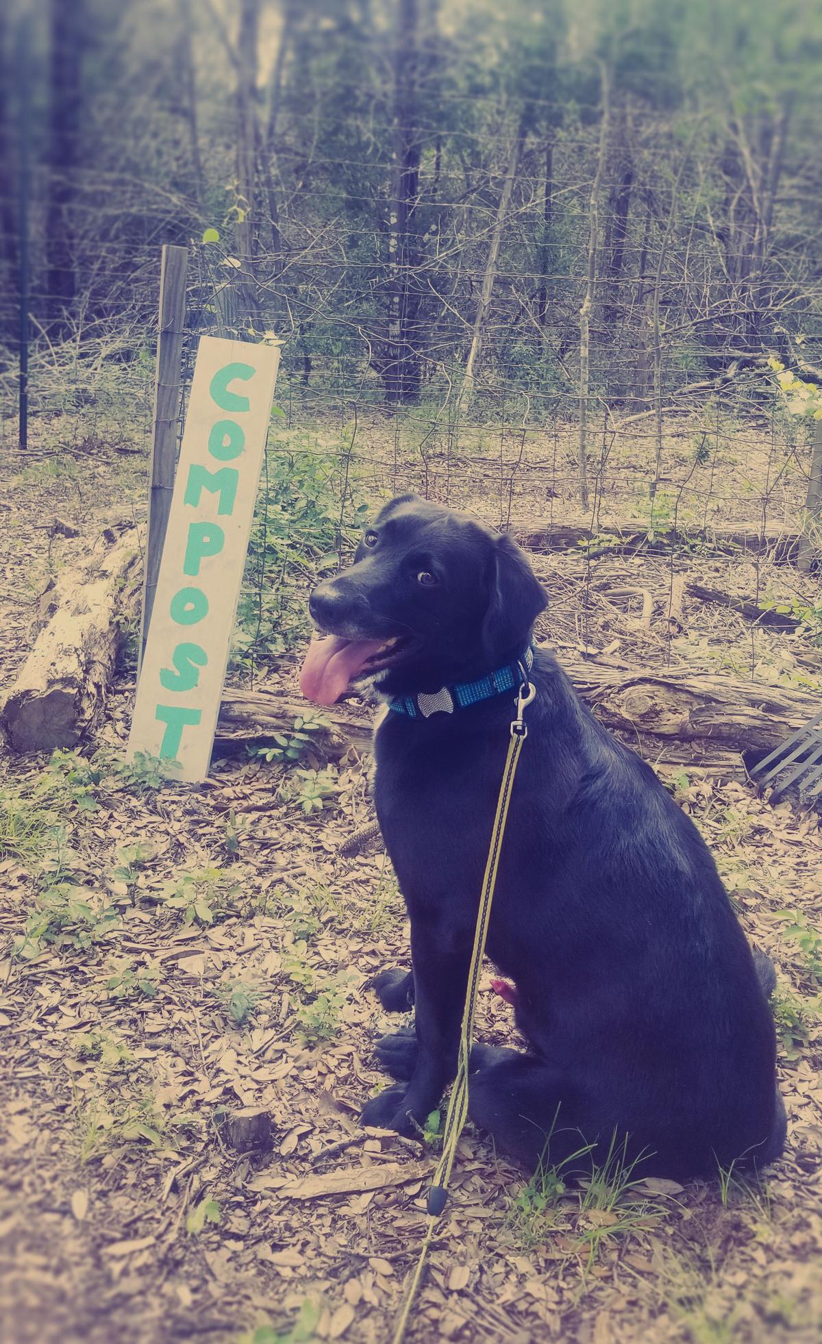 Dog Friendly Dripping Springs, TX BringFido