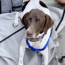 Dublin Pub restaurant view 1