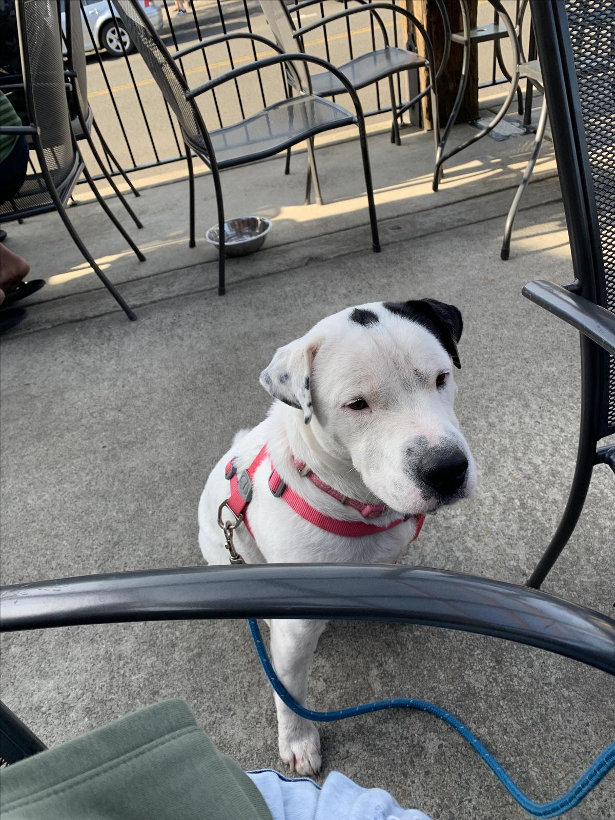 Seaside Brewing Company restaurant view 7