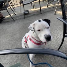 Seaside Brewing Company restaurant view 7