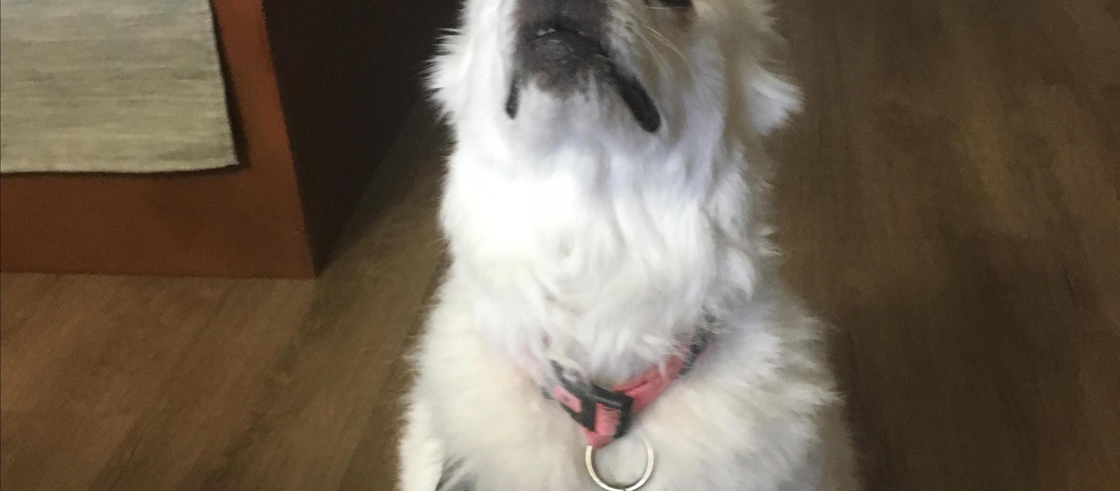 Dog Friendly Mountain Home, ID