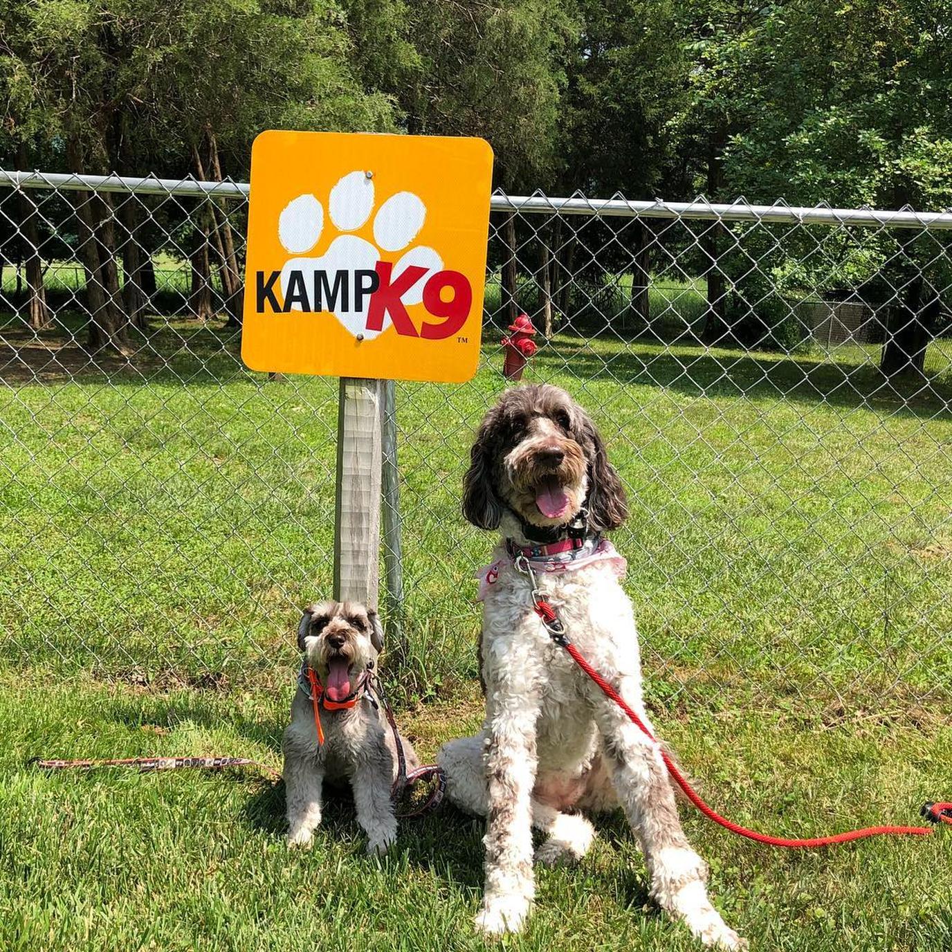 Dogs camp for free at KOA Dog-friendly KOA