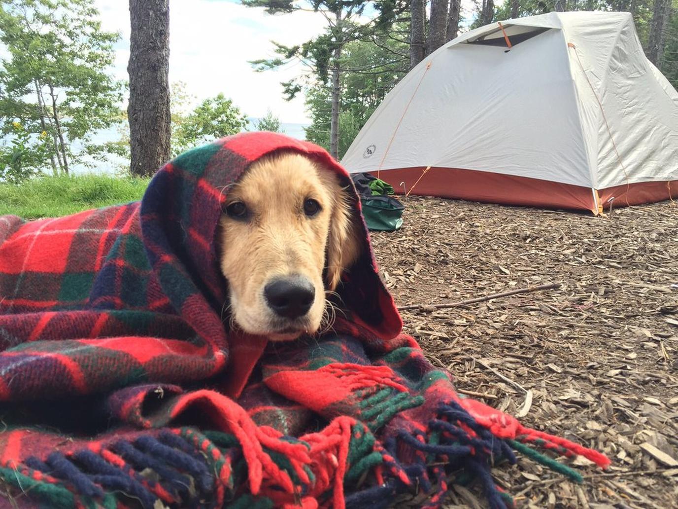 Sagadahoc Bay is a dog-friendly campground in Maine. Camp with your dog at Sagadahoc Bay Campground.