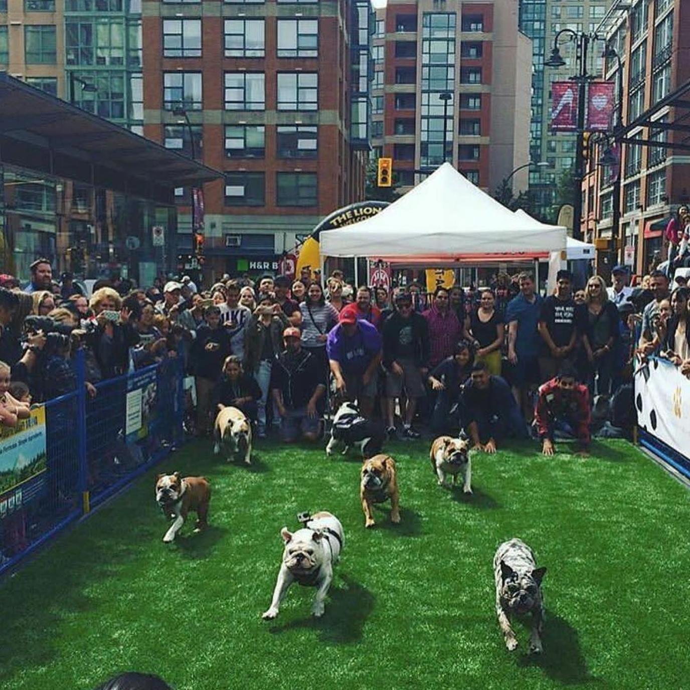 Pet-A-Palooza Day of the Dog, the West Coast's largest pet festival. Pet-A-Palooza Day of the Dog is the West Coast's largest pet festival.