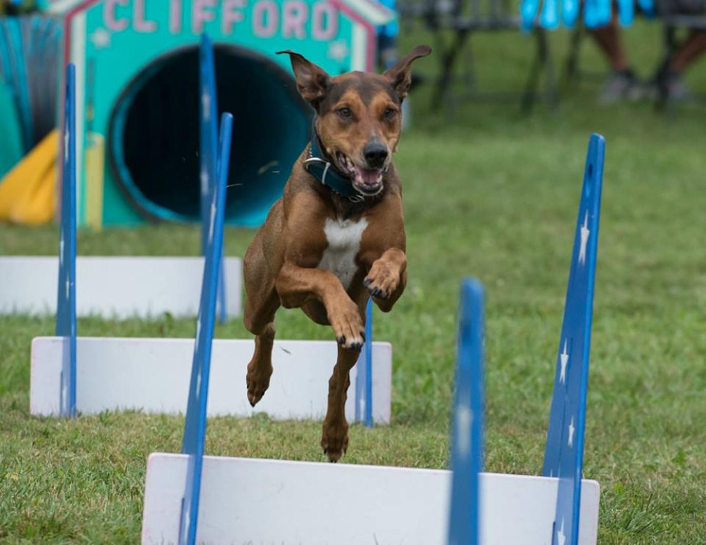 Fido Fest at Farmington Founders Festival. Fido Fest is a dog-friendly event and part of Farmington Founders Festival.