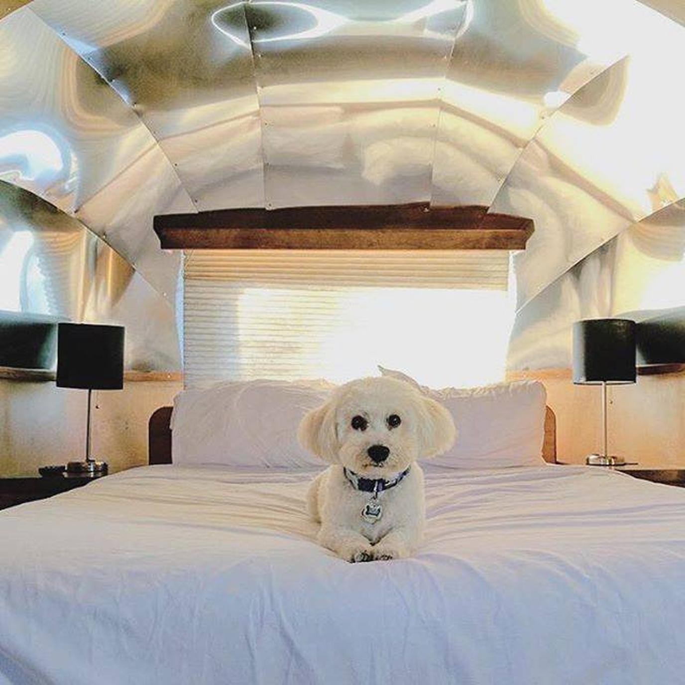 Dog-friendly camping and glamping at Flying Flags RV Resort & Campgrounds. Try dog-friendly camping in style at Flying Flags RV Resort & Campgrounds.