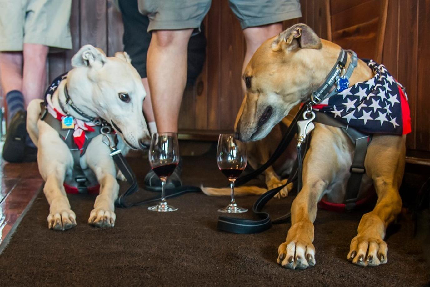 The Grapehound Wine Tour is a pet-friendly fundraiser for Greyhound adoption. Visit a dog-friendly winery at the Grapehound Wine Tour
