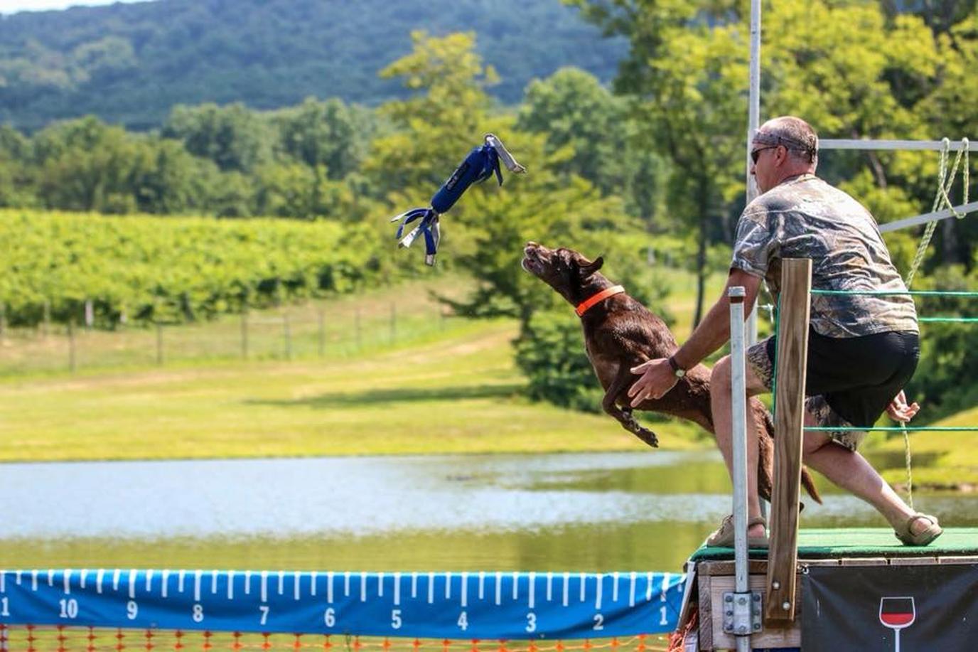 LabFest is a pet-friendly event that's not just for Labradors! LabFest is a dog-friendly event held in a Virginia winery.