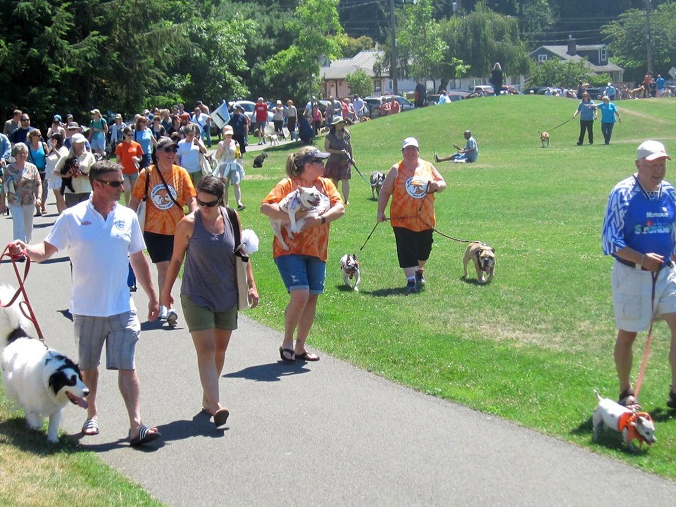 Join the Old Dog Haven old dog walk. Join a dog walk for old dogs in in July.