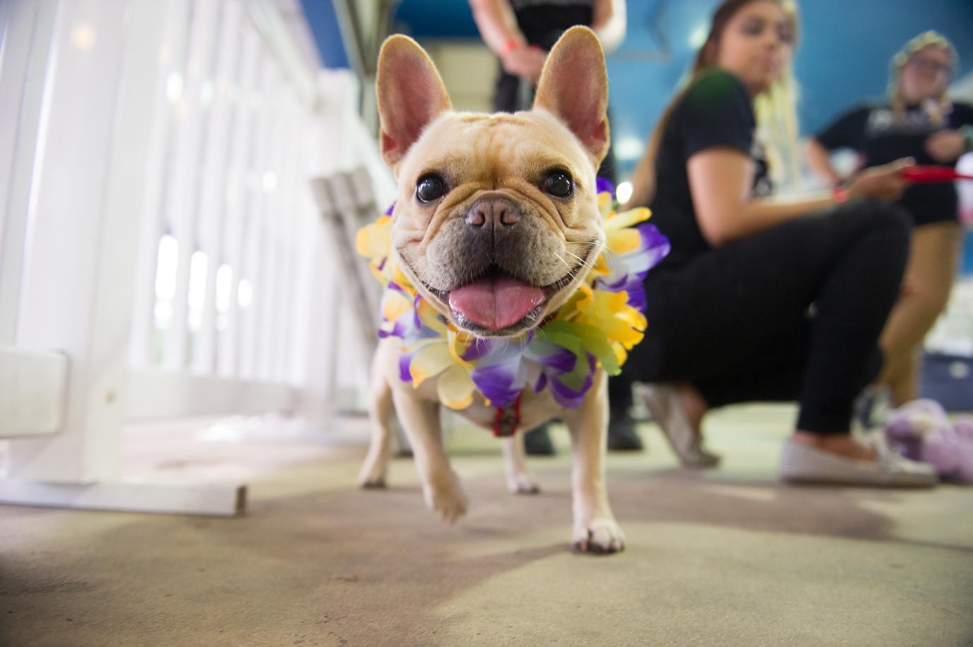 Don't miss the PAWS Chicago dog-friendly beach party. PAWS Chicago is a dog-friendly beach party for a good cause.