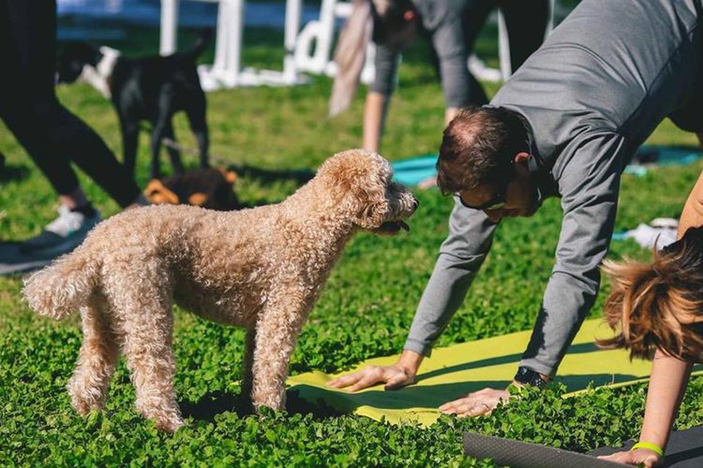 Try a dog-friendly yoga session at Trail Mixer. Trail Mixer is a dog-friendly event in San Francisco that combines pups and yoga.