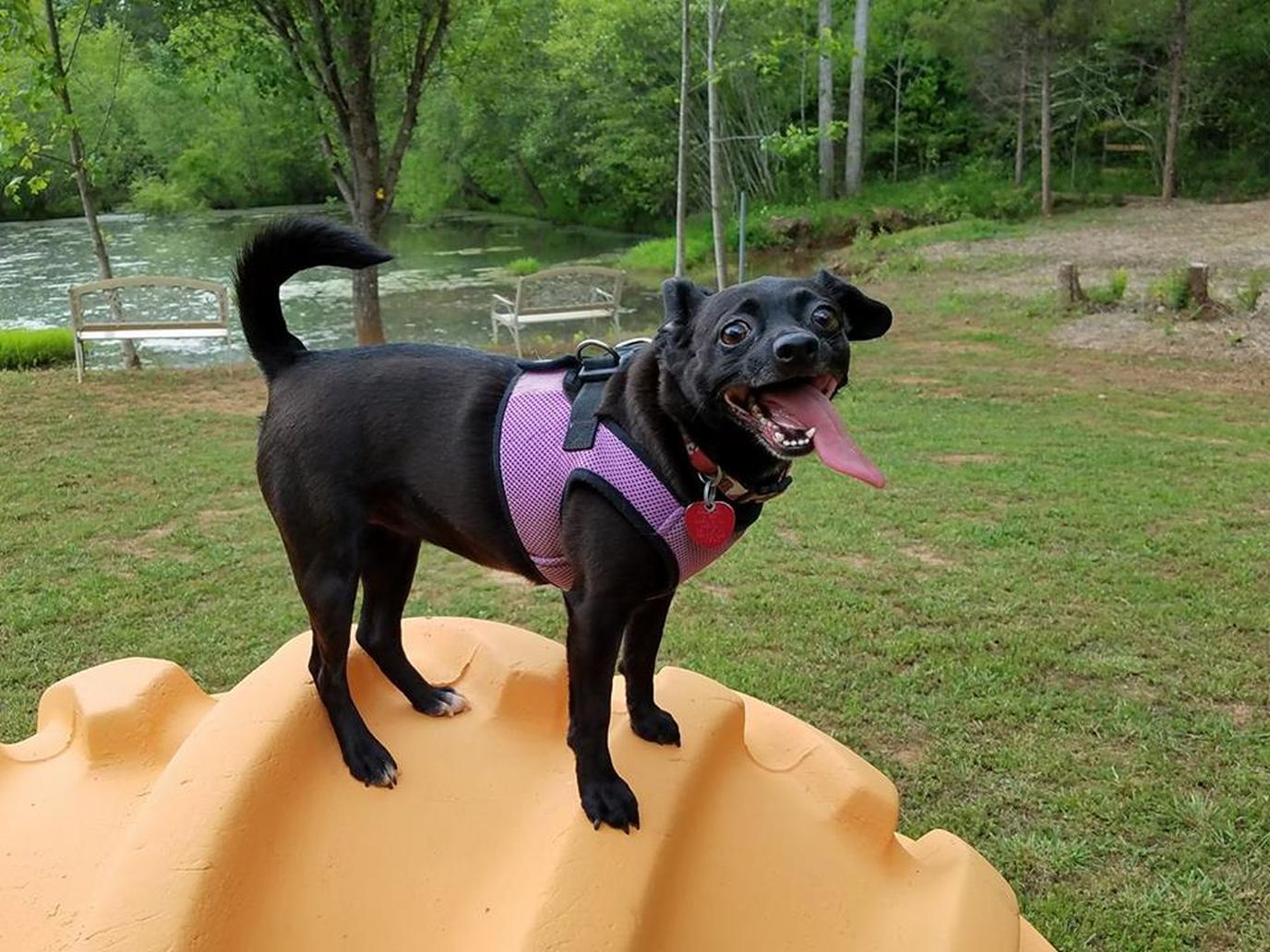 Four Paws Kingdom is a one-of-a-kind pet-friendly campground. Four Paws Kingdom is a dog-friendly campground dedicated to pups.