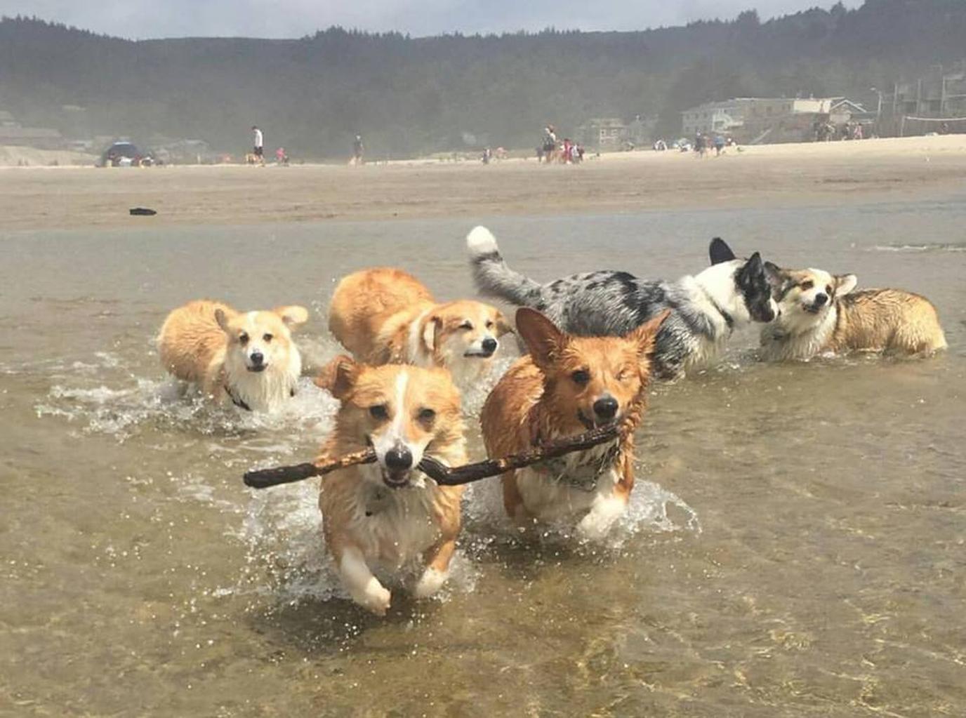 Oregon Corgi Beach Day is a dog-friendly beach party for a good cause. Corgi Beach Day is a dog-friendly charity event in pet-friendly Cannon Beach.