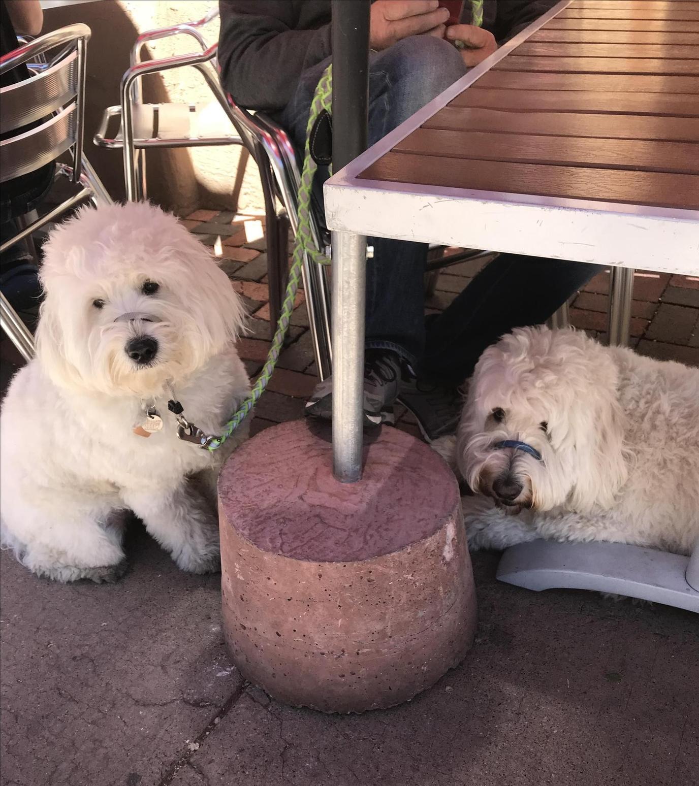 Enjoy a breakfast burrito at the dog-friendly Palacio Cafe. The dog-friendly Palacio Cafe is famous for its breakfast burritos.