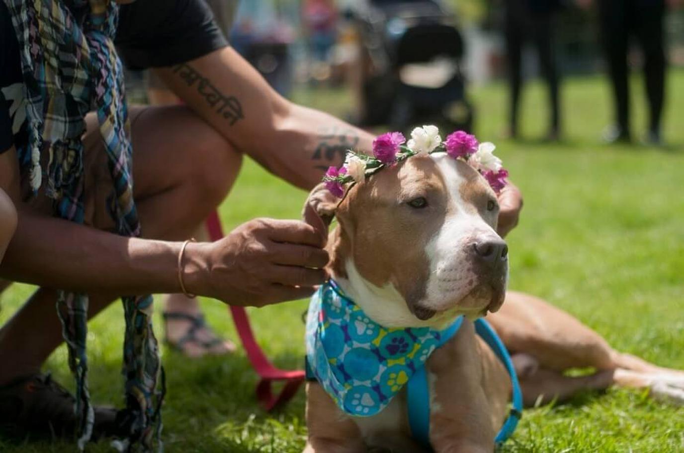 PETA's Bea Arthur Dog Park. PETA's Bea Arthur Dog Park is one of the best in the country.