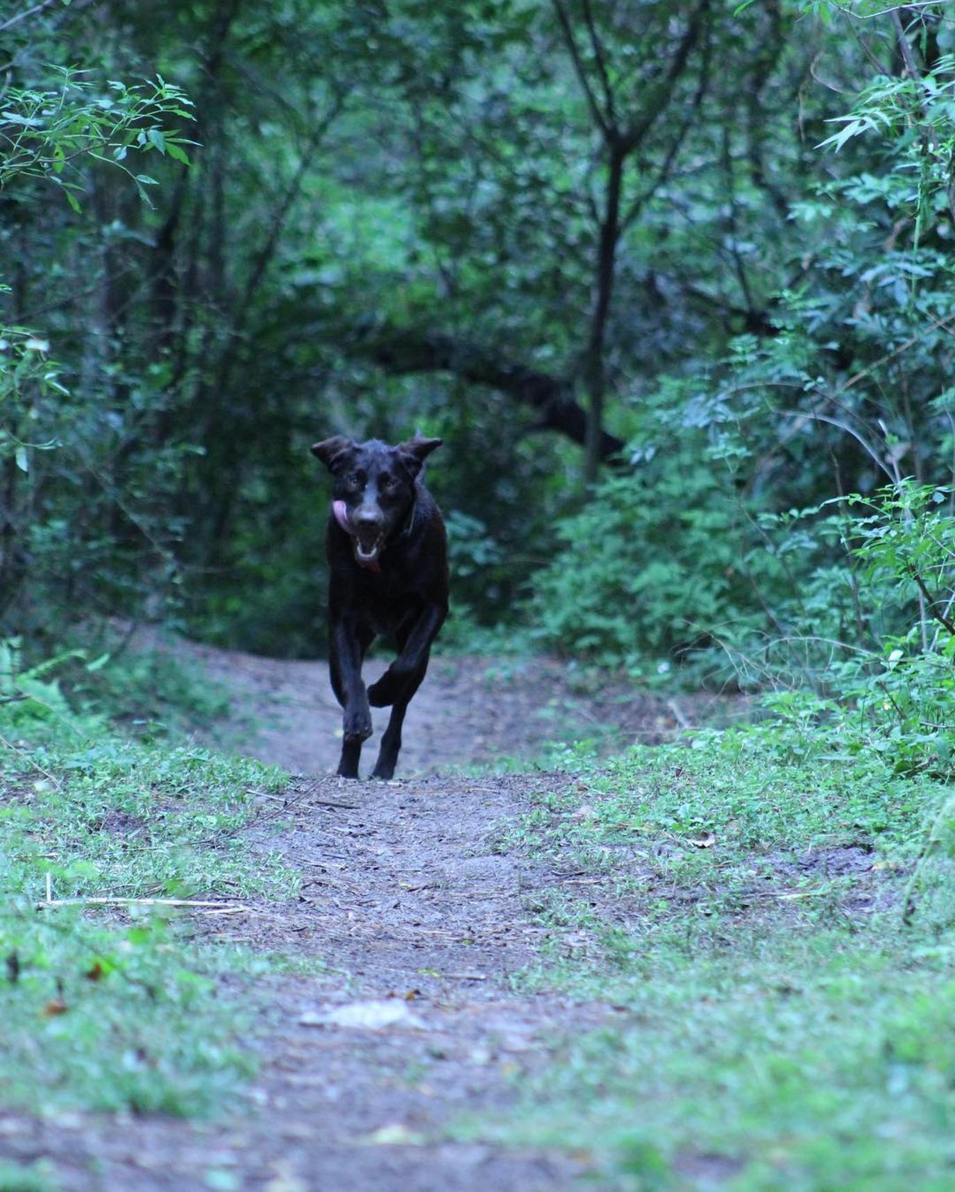Dog Wood Park is a privately owned, off-leash dog park in Jacksonville. Dog Wood Park is a privately owned, off-leash dog park in Jacksonville.