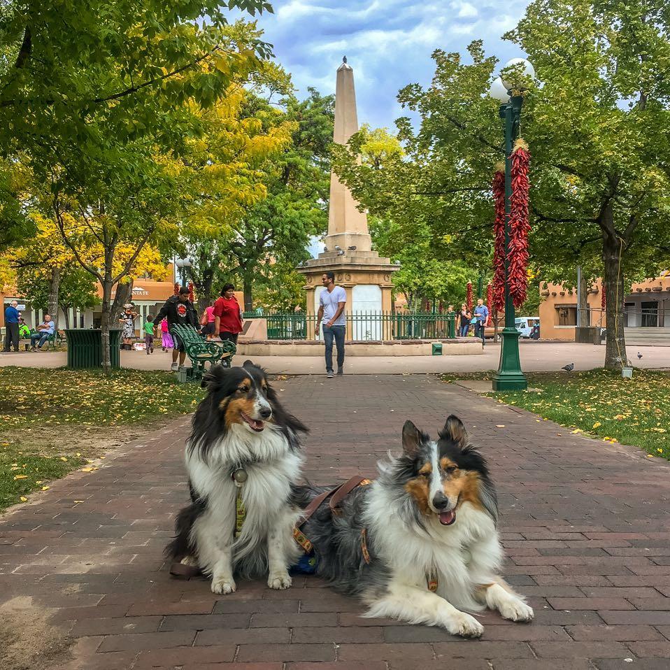 A Weekend in Dog-Friendly Santa Fe - Bring Fido