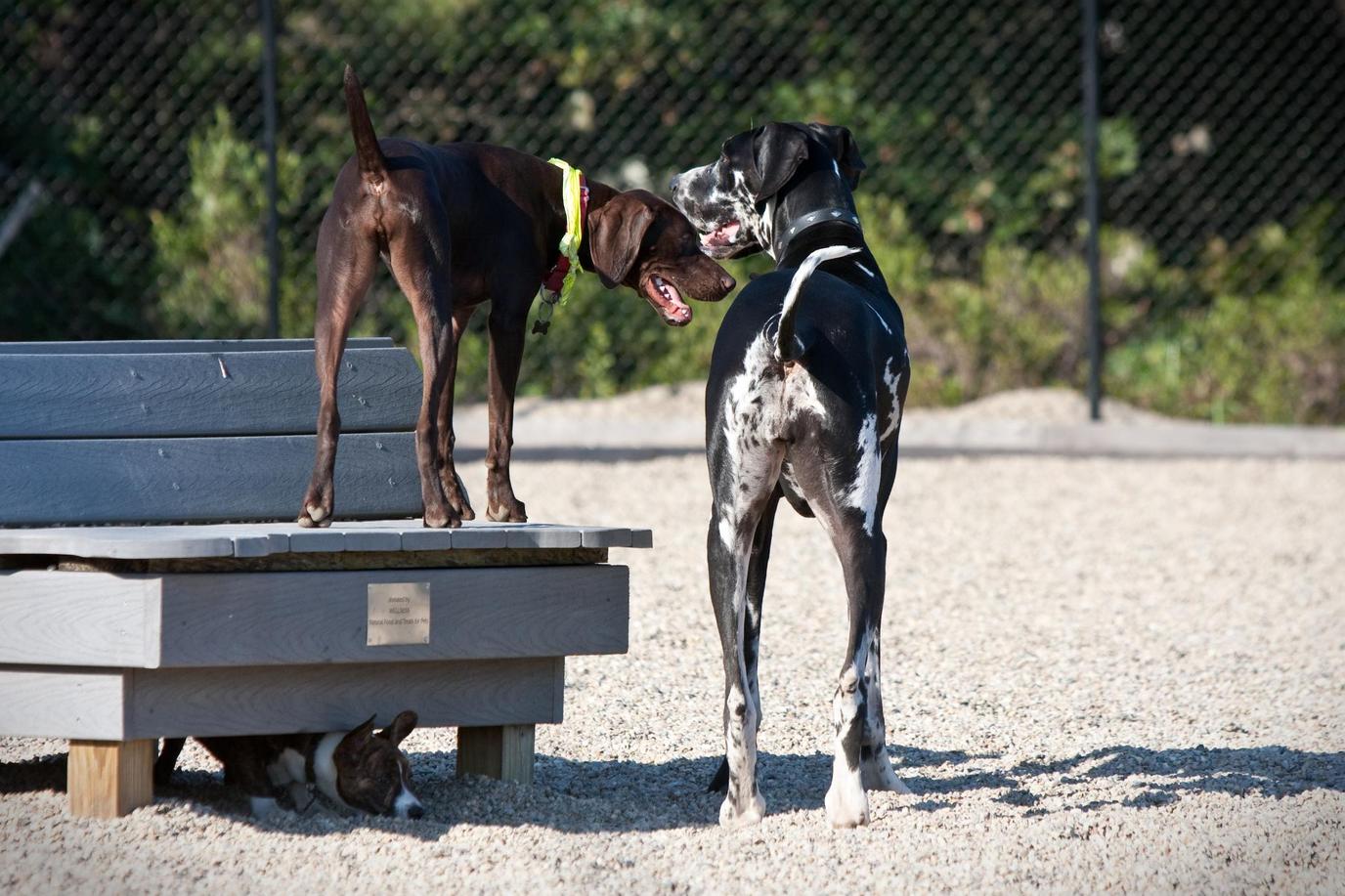 Pilgrim Bark Park is a dog park and an outdoor art gallery. Pilgrim Bark Park is both a dog park and an outdoor art gallery.