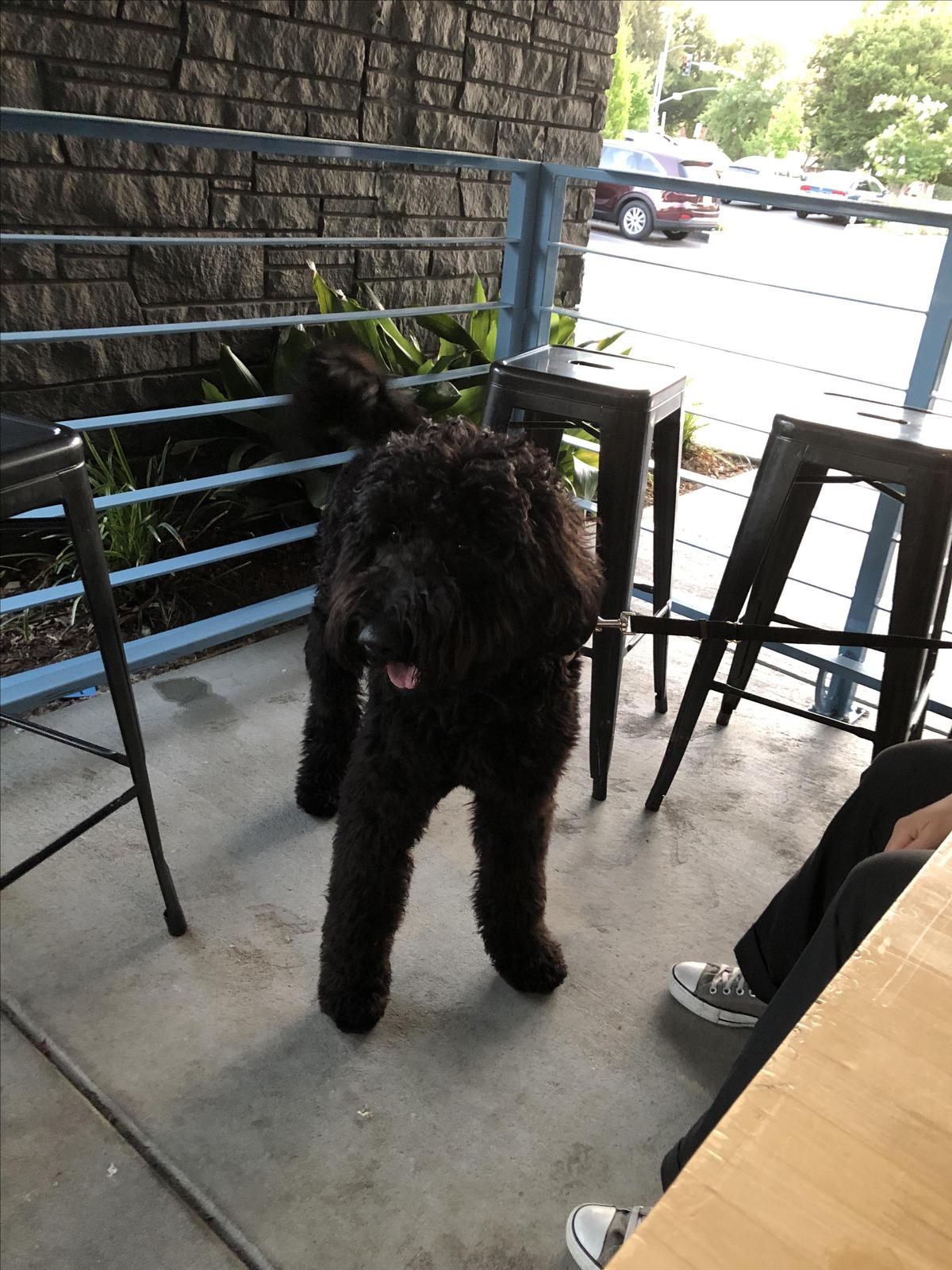 Bike Dog Brewing Company restaurant view 1