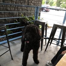 Bike Dog Brewing Company restaurant view 1