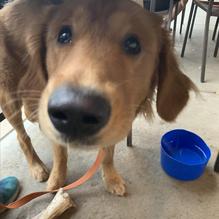 Bazbeaux Pizza restaurant view 3