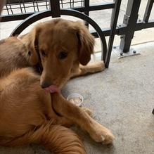 Bazbeaux Pizza restaurant view 4