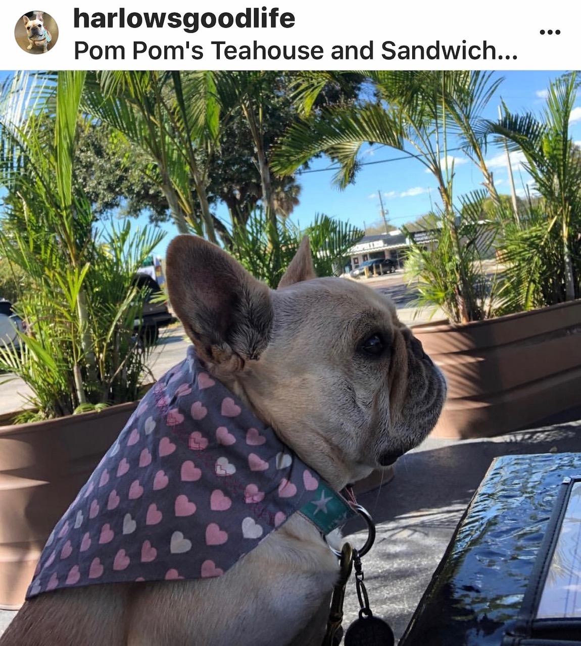 Pom Pom’s Teahouse & Sandwicheria restaurant view 8