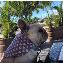 Pom Pom’s Teahouse & Sandwicheria restaurant view 8