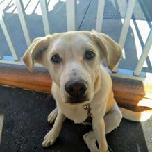 Pom Pom’s Teahouse & Sandwicheria restaurant view 3