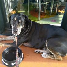 Pom Pom’s Teahouse & Sandwicheria restaurant view 4