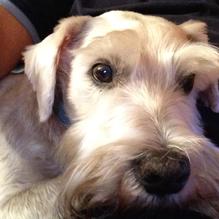 Pom Pom’s Teahouse & Sandwicheria restaurant view 9