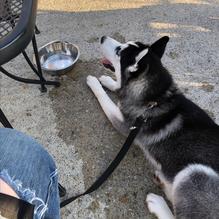 Obed & Isaac’s Microbrewery and Eatery restaurant view 7