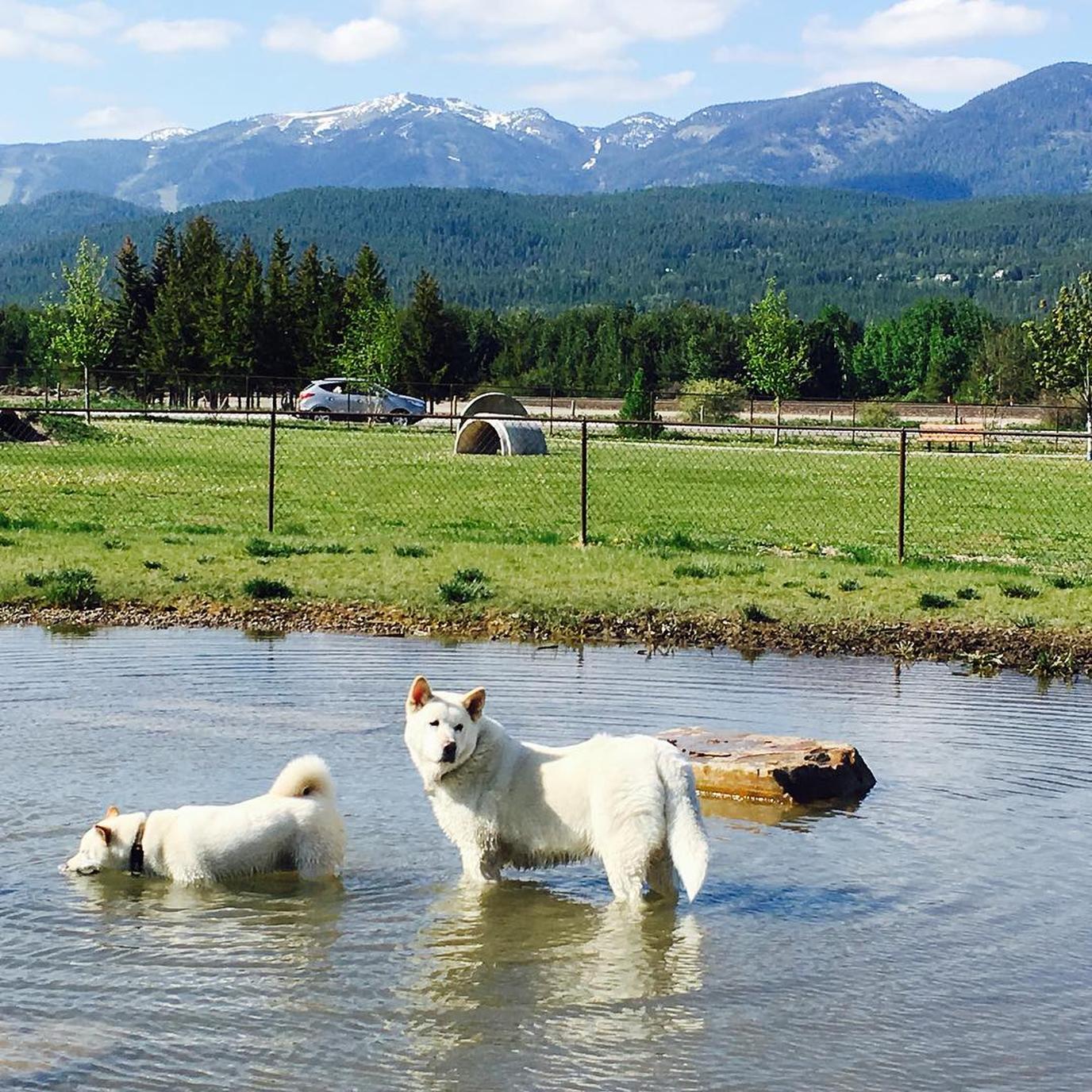 Hugh Rogers Wag Park is a dog park with a view. Hugh Rogers Wag Park is a dog park with an incredible view.