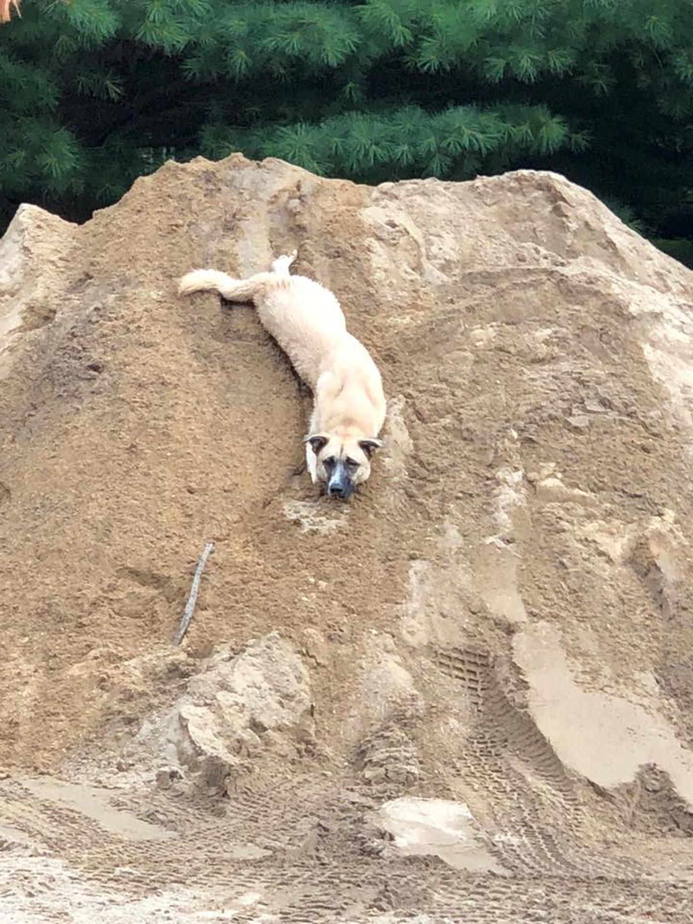 Shaggy Pines Dog Park in Ada, MI. Shaggy Pines Dog Park has something for every dog.