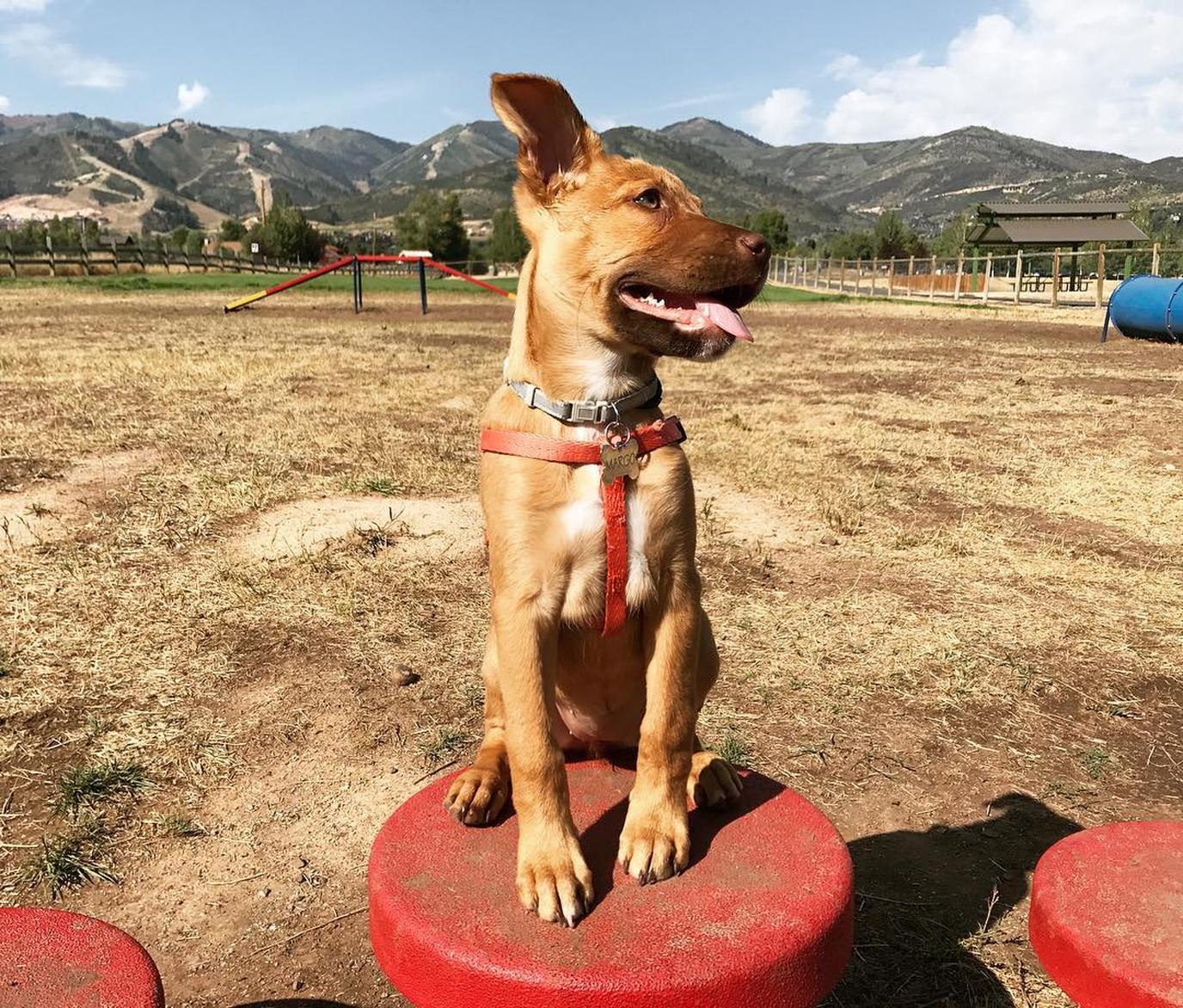 Willow Creek Dog Park is a cool firefighter-themed park for pups. Willow Creek Dog Park has a cool fire-engine theme that will delight dogs and humans..
