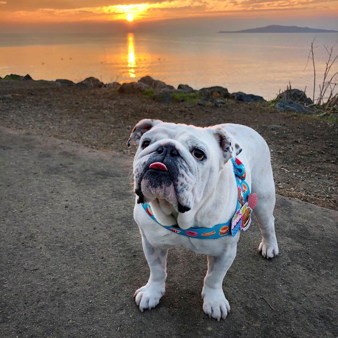 The Most Epic Dog Parks in the U.S. Bring Fido