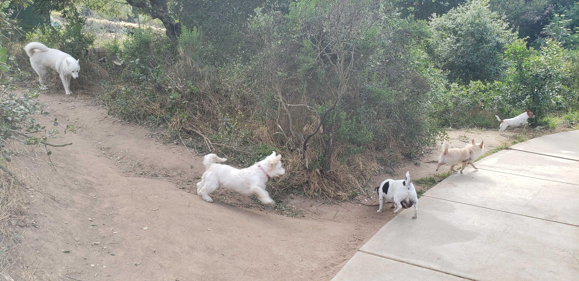 Buena Vista Dog Park ⋆ BringFido