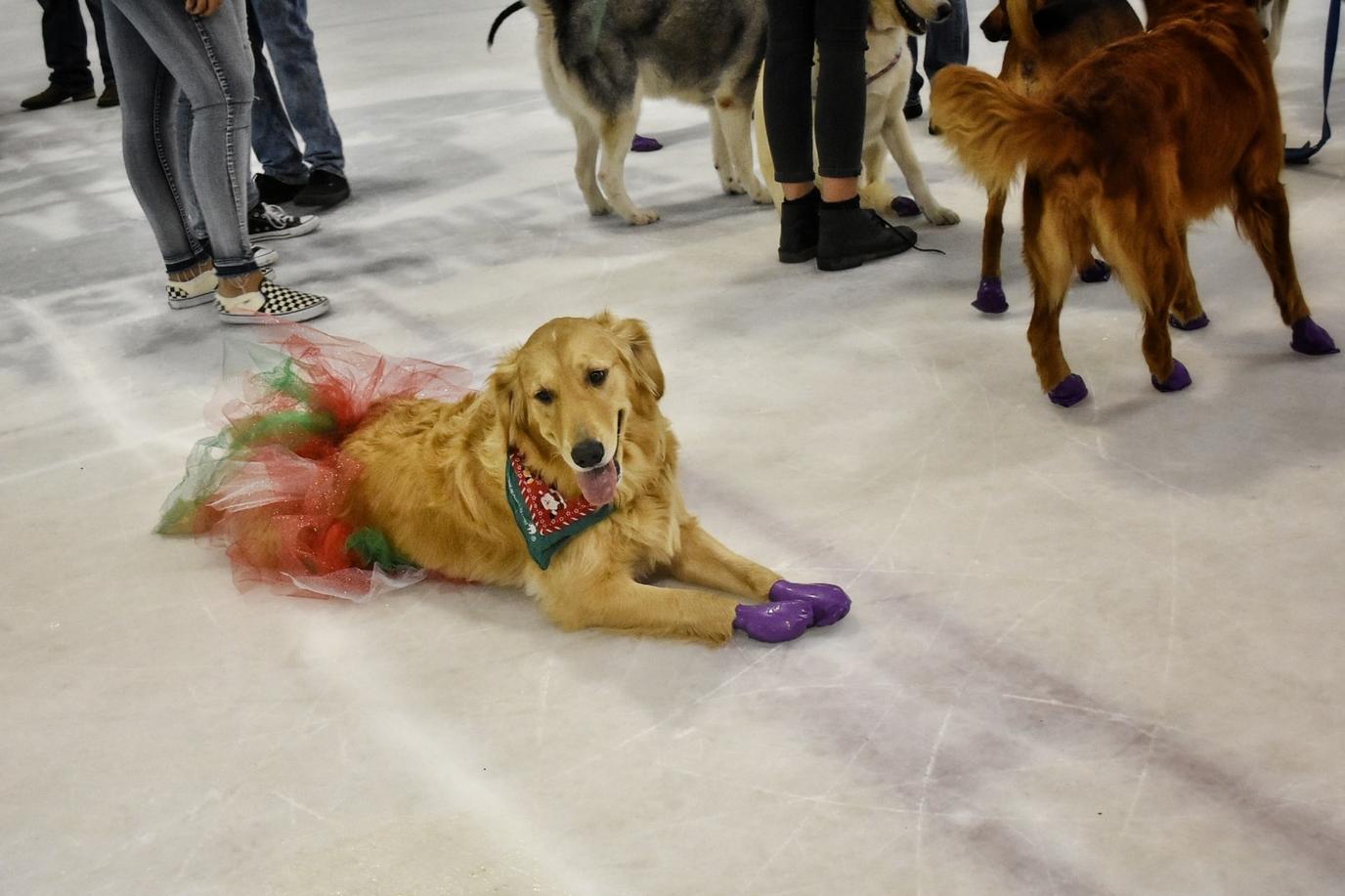 Daytona Florida Christmas in July event Dog Park on Ice, Christmas in July