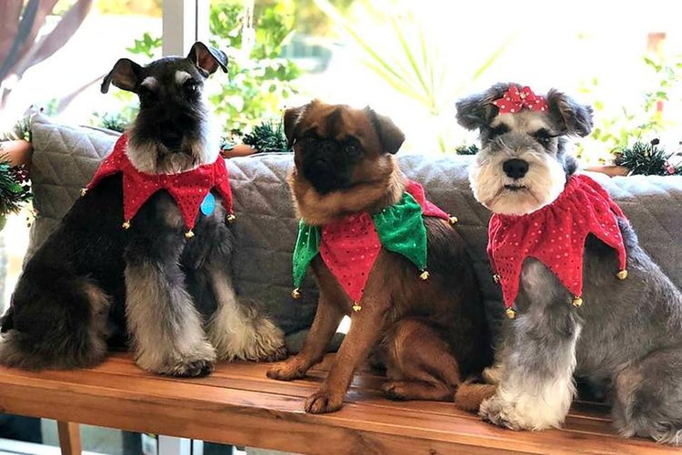 Celebrating Christmas with dogs in July Christmas in July in Hilton Head Island