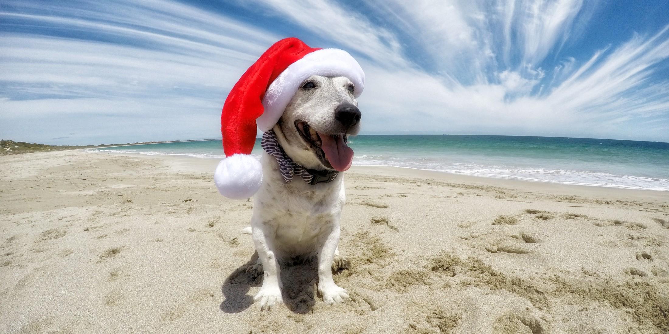Celebrate Christmas in July with your dog.