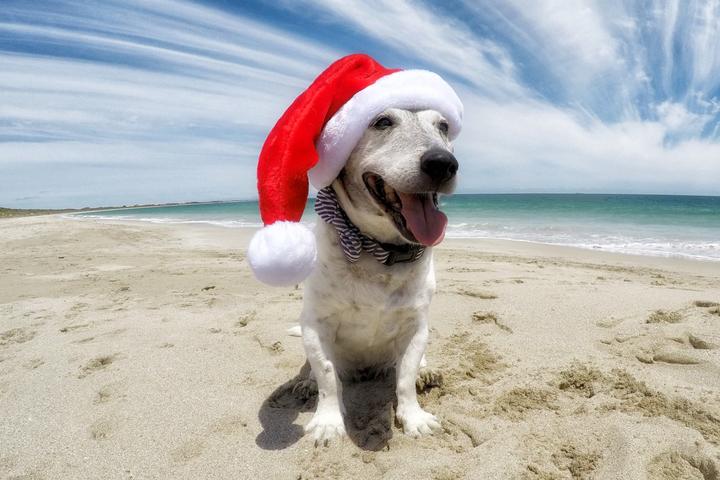 Celebrate Christmas in July with your dog.