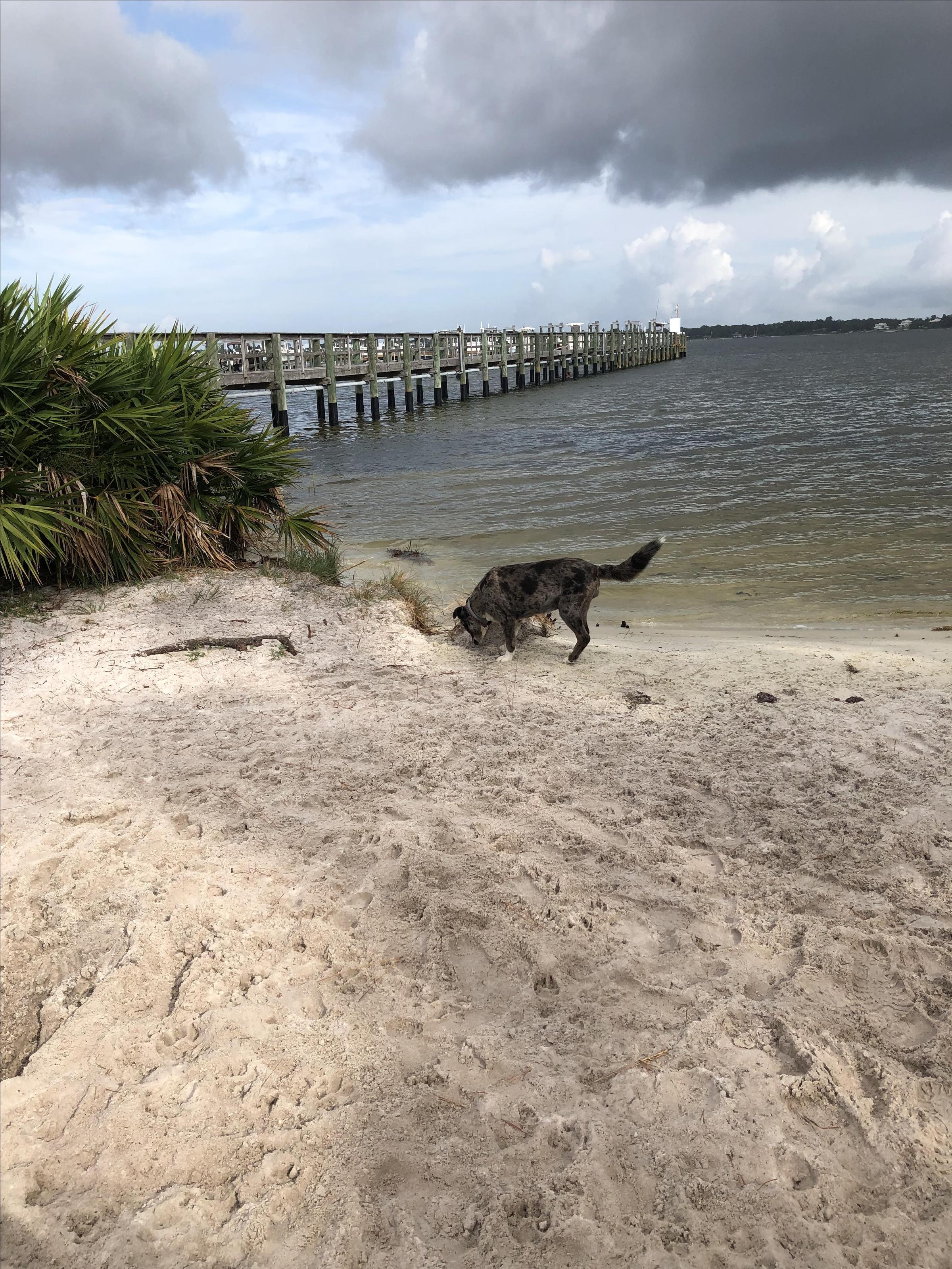 Dog Friendly Beaches Perdido Key Fl Beach Colony Resort Vacation