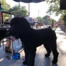 Fox and Goose restaurant view 1