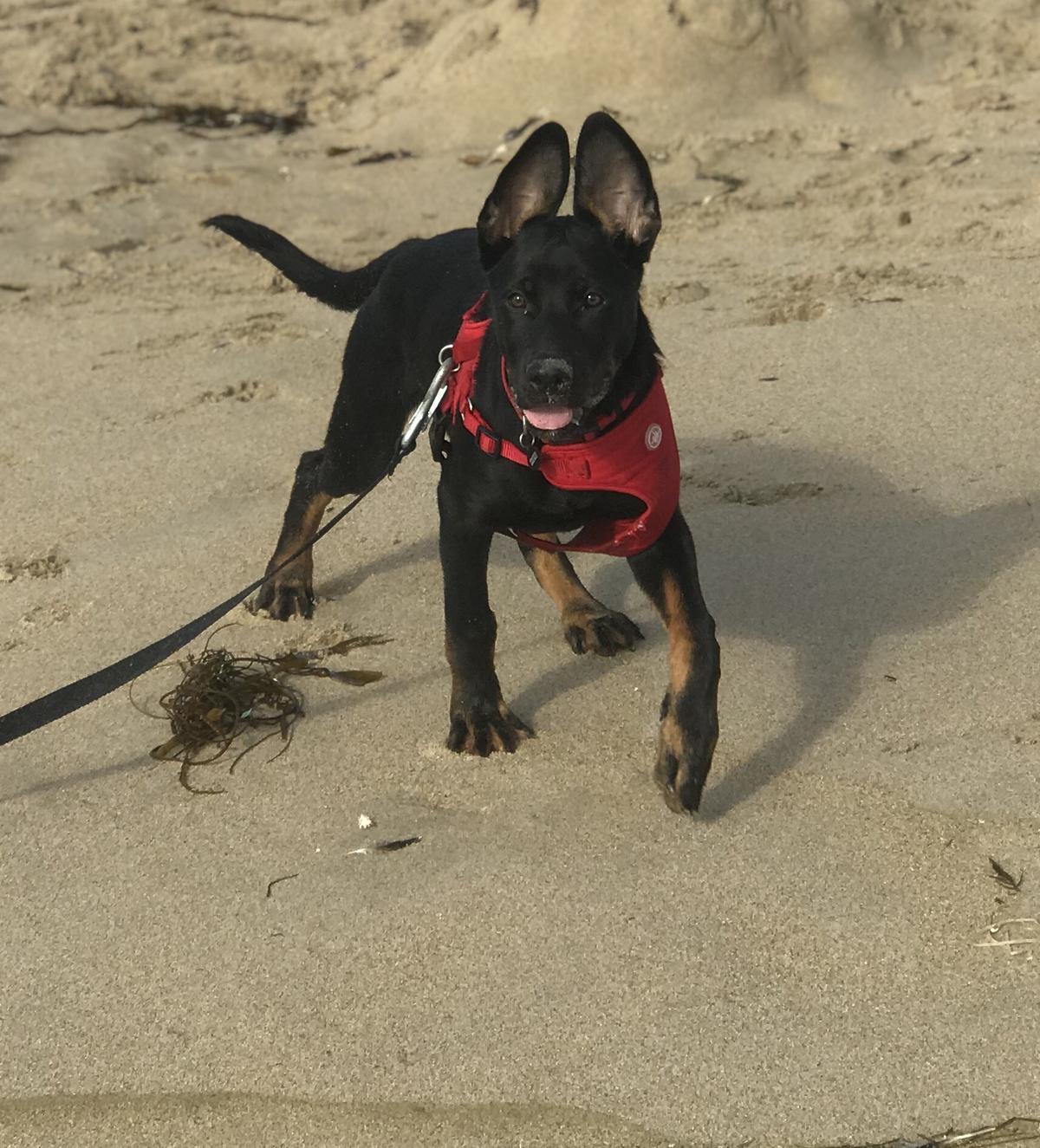 Jango’s First Trip To The Beach