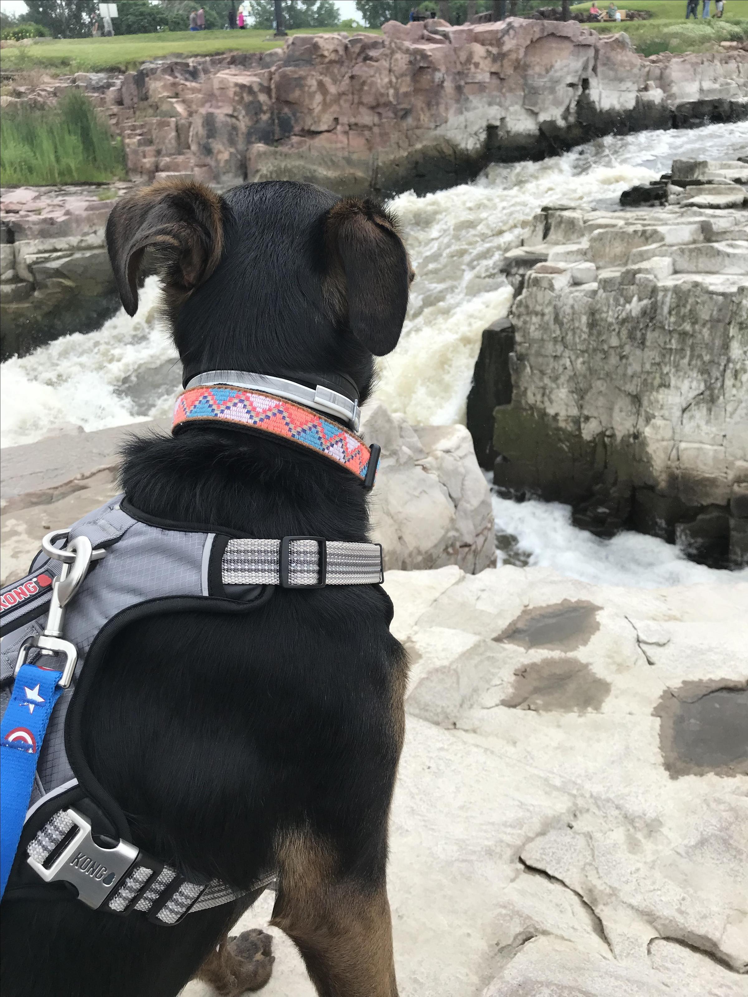 Dog Friendly Sioux Falls Sd Bringfido